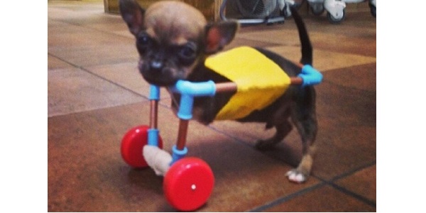 Turbo, o chihuahua sem patas que anda graças a um carrinho feito com brinquedos (VÍDEO)