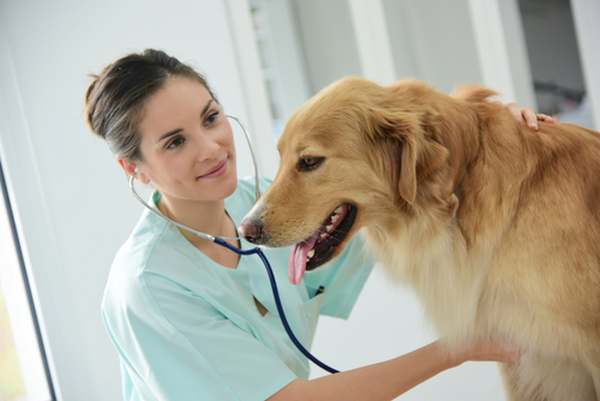Como reduzir despesas veterinárias para animais de estimação: todas as petições