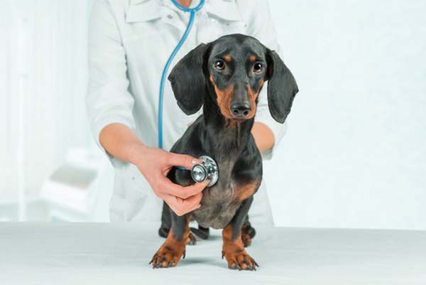 Cómo reducir los gastos veterinarios de las mascotas: todas las peticiones