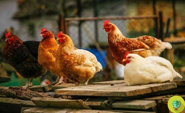 Ovos: o tipo de cultivo não afeta os nutrientes. Mas em galinhas, sim