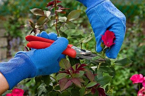 Roses : comment les faire pousser, les tailler et les reproduire par bouturage (à partir d'une pomme de terre)