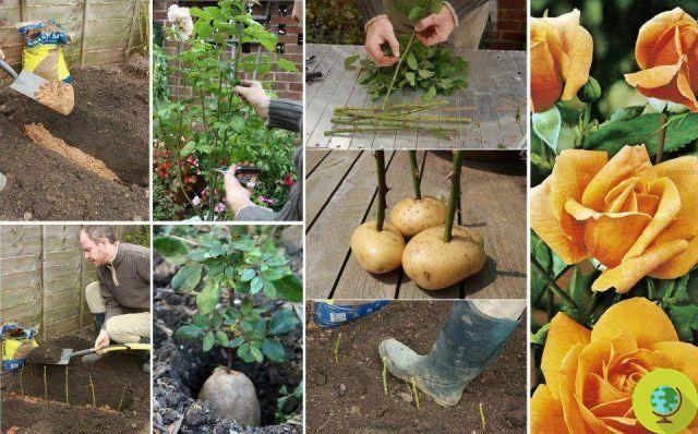 Rosas: cómo cultivarlas, podarlas y reproducirlas por esquejes (a partir de una patata)