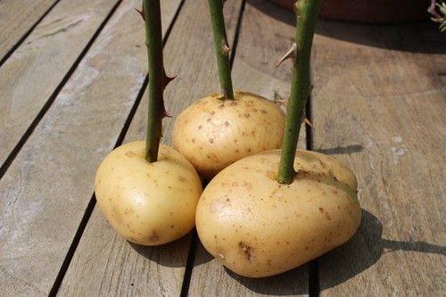 Roses: how to grow, prune and reproduce them by cuttings (from a potato)