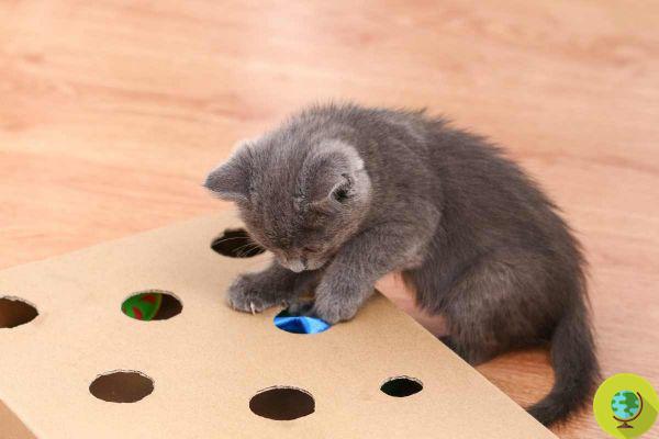 Interactive games to entertain and stimulate your cat without getting bored