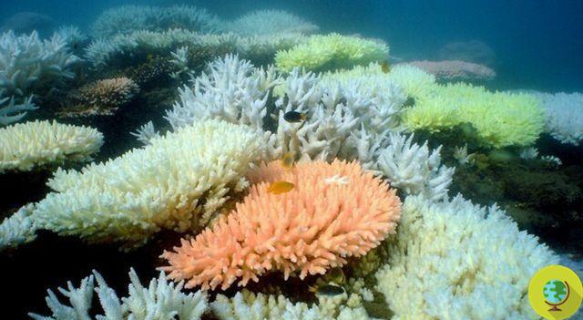 Crèmes solaires : après Hawaï, la Thaïlande les interdit aussi pour protéger la barrière de corail