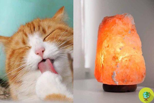 ¡Cuidado con las lámparas de sal! Pueden ser peligrosos para gatos y perros.