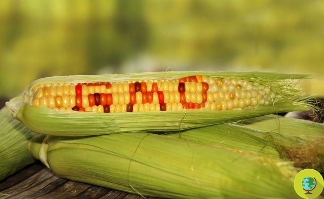 Transgénicos y cáncer: estudio de impacto de maíz de Monsanto relanzado