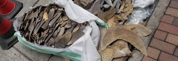 Impactantes imágenes de aletas de tiburón ilegales descubiertas en un vuelo a Hong Kong