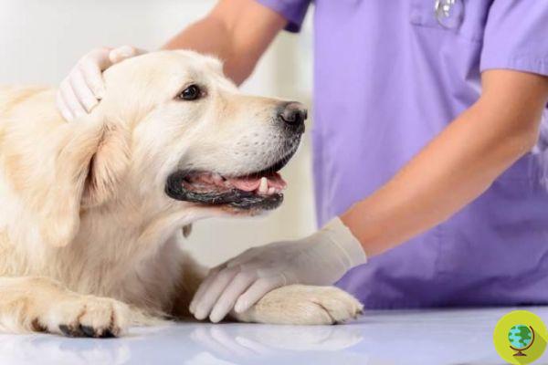 Parvo, contagion alarm in dogs: prevention, symptoms and treatment