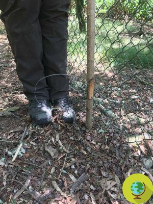 Uma jovem marta salva num bosque de Novara. Ela foi presa em uma armadilha colocada por caçadores