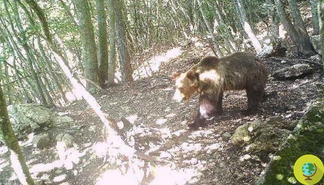El oso M49 visto por una cámara trampa. Y el Concilio declara legítimas las leyes de Trento y Bolzano