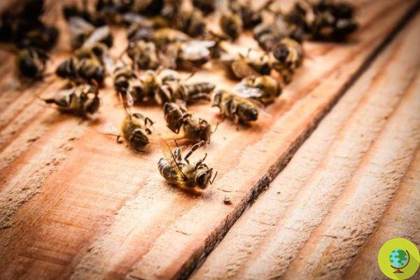 Neonicotinoid pesticides are harmful to bees and hinder pollination