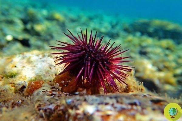 The sea urchins are about to disappear completely from our depths: it is too hot