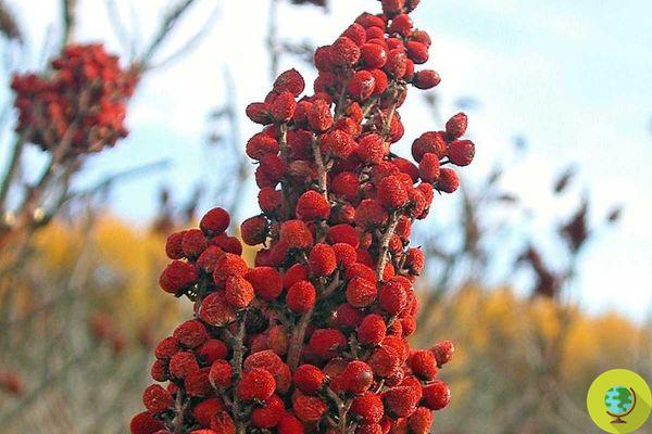 Sumac: the ancient Sicilian antioxidant spice to be rediscovered before it disappears