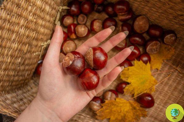 Castaña 'loca' en el bolsillo contra los resfriados: el mítico remedio natural para el otoño