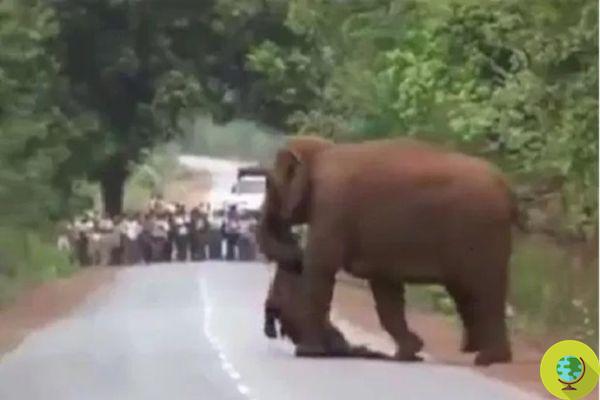 O comovente funeral da elefanta carregando seu bebê morto