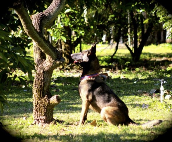 Cães podem detectar doenças de árvores com o nariz