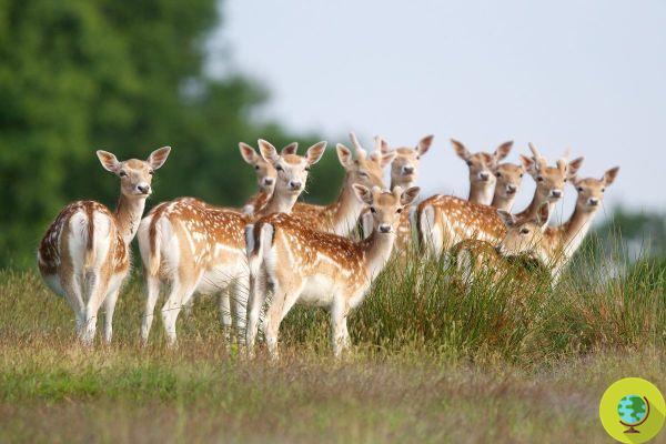 21 fallow deer and their cubs are at risk of being slaughtered in Novara