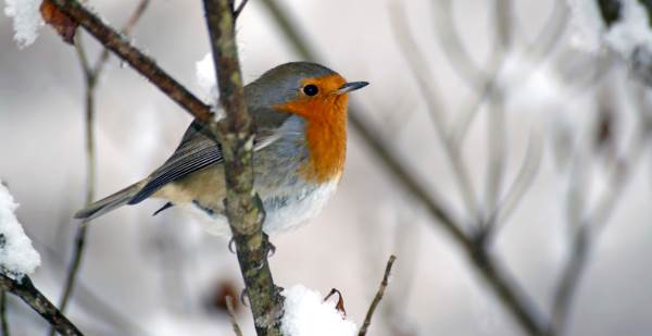 Cómo sobrellevan los pájaros el frío del invierno (y cómo ayudarlos)