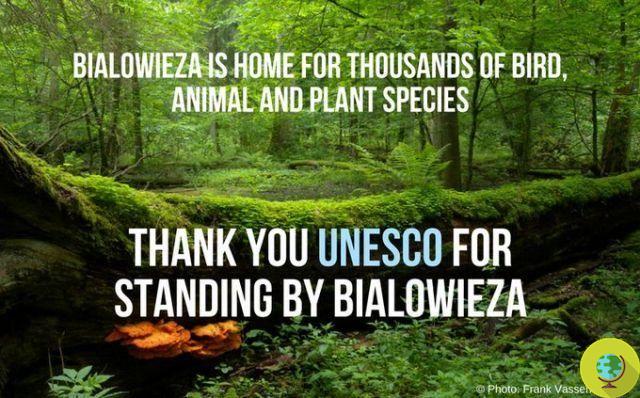 Unesco warns Poland: do not touch the primeval forest of Europe