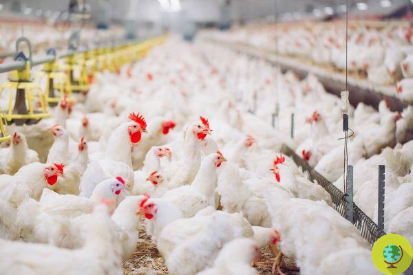 Gripe aviar, EFSA da la alarma en toda Europa. Millones y millones de pollos están a punto de ser sacrificados