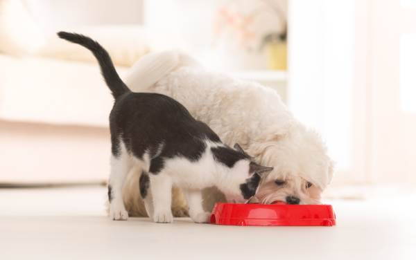 How much does cat and dog food pollute?