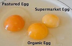 Fresh eggs: how to recognize the best eggs by the color of the yolk