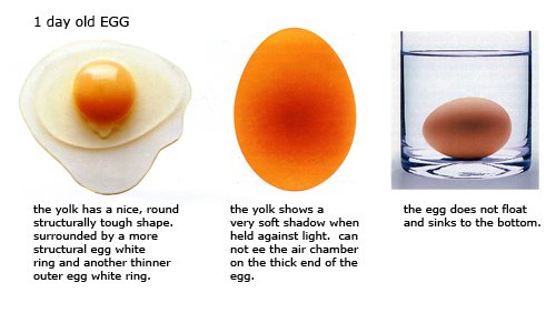 Ovos frescos: como reconhecer os melhores ovos pela cor da gema