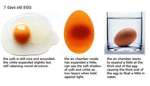 Fresh eggs: how to recognize the best eggs by the color of the yolk