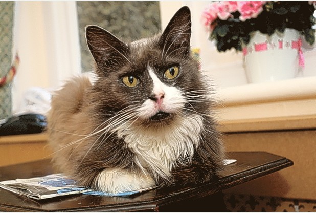 Cleo, the cat who finds the elderly owner moved to a nursing home
