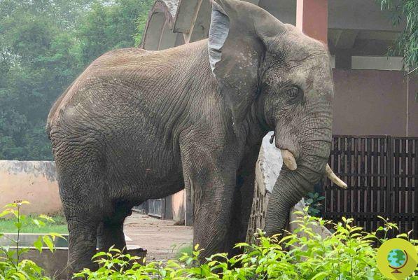 Let's save the loneliest elephant in the world from the Delhi Zoo: the petition reaches the High Court