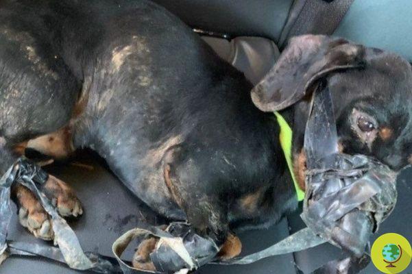 The story (with a happy ending) of the dachshund dog tied up with duct tape and thrown into a ditch in the cold