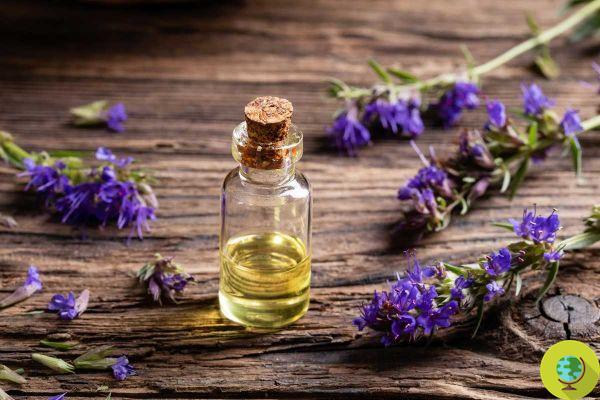 Hyssop: properties, uses and benefits that you do not expect of the aromatic plant used to cure since ancient times