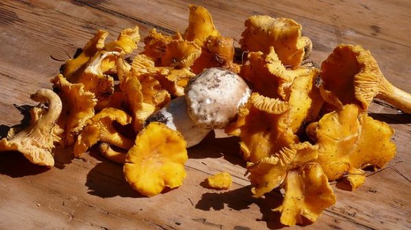 Cantarelos: 10 receitas para cozinhar cogumelos chanterelle