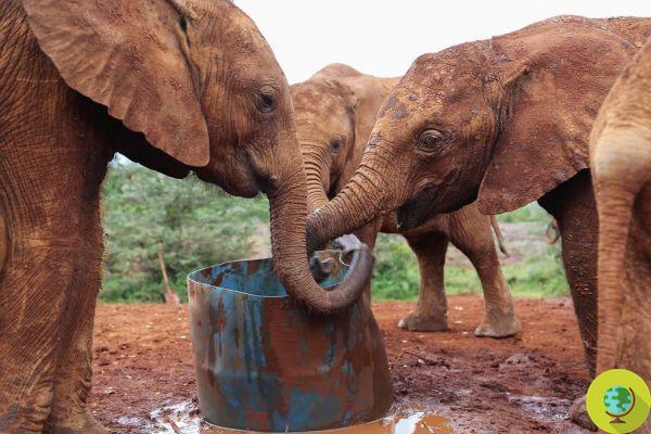 Roi, el bebé elefante que quedó huérfano luego de que cazadores furtivos envenenaron a su madre (VIDEO)