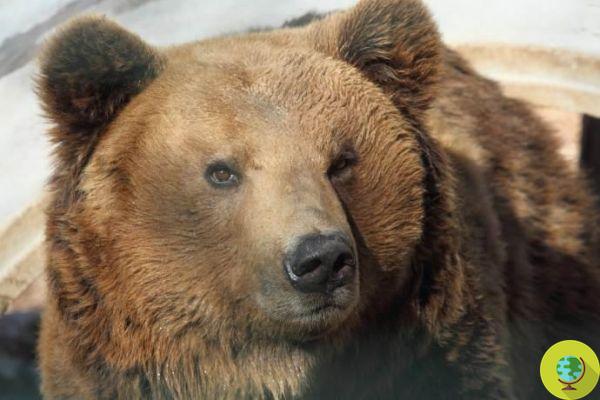 O urso pardo marsico morreu depois de ser capturado no Parque Abruzzo