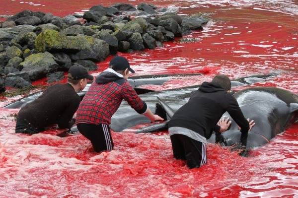 Caza de ballenas: Islandia quiere matar a más de dos mil
