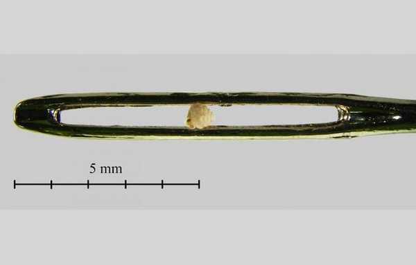 Descubren el caracol más pequeño del mundo: pasaría por el ojo de una aguja
