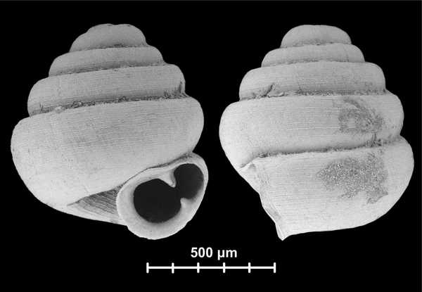 The smallest snail in the world has been discovered: it would pass through the eye of a needle
