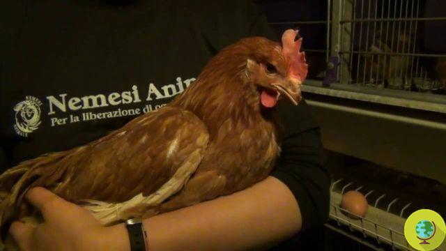 10 hens on the run: the video of the liberation of Animal Nemesis