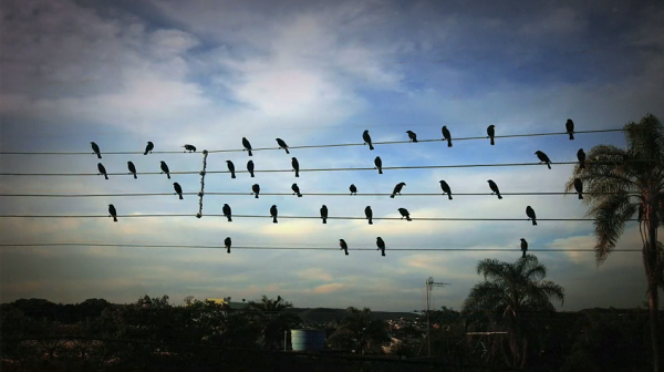 Pássaros nas cordas: as notas da natureza tocadas por um compositor (VÍDEO)
