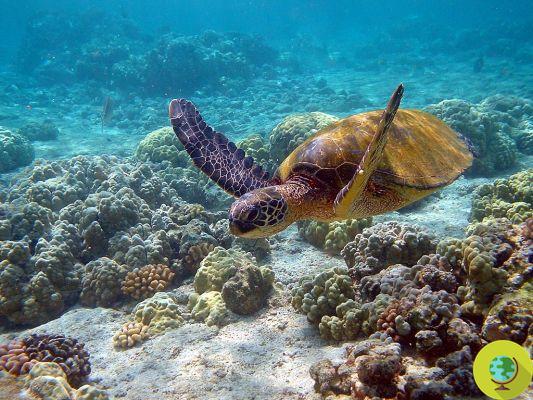 Changement climatique : les œufs de tortues marines « étouffés » par la montée des eaux