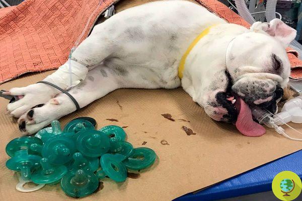 Vets remove 19 baby pacifiers from a bulldog's stomach