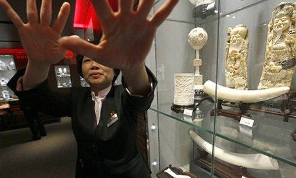 Historic victory for the elephants! China closes ivory shops and factories