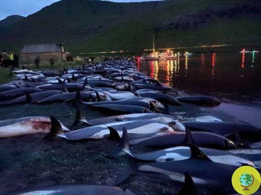 Abate de golfinhos nas Ilhas Salomão: 1000 espécimes mortos