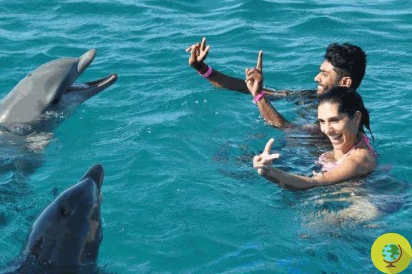 Delfines: en Hawái, los turistas perturban su sueño
