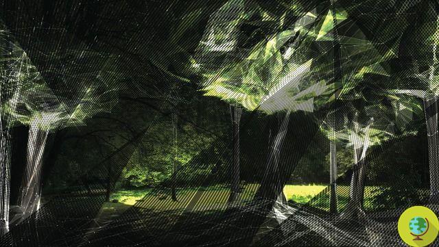 Avatar Trees: Plant a real tree in a cyberspace forest