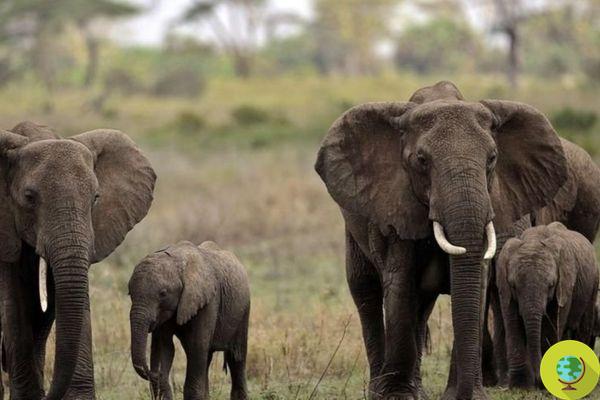 Namibia subasta 170 elefantes en peligro de extinción por la sequía y el conflicto con los humanos