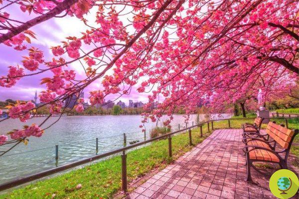 Hanami en octubre: en Japón vuelven a florecer los cerezos