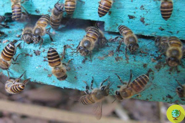 Las abejas melíferas usan las heces de otros animales como arma química para proteger sus colmenas de los avispones gigantes